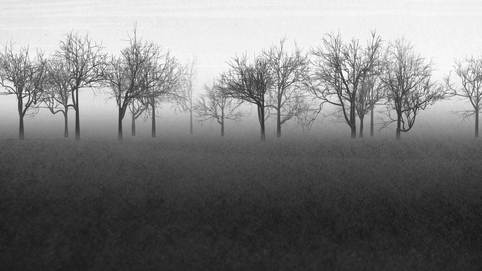 black and white digital image of trees